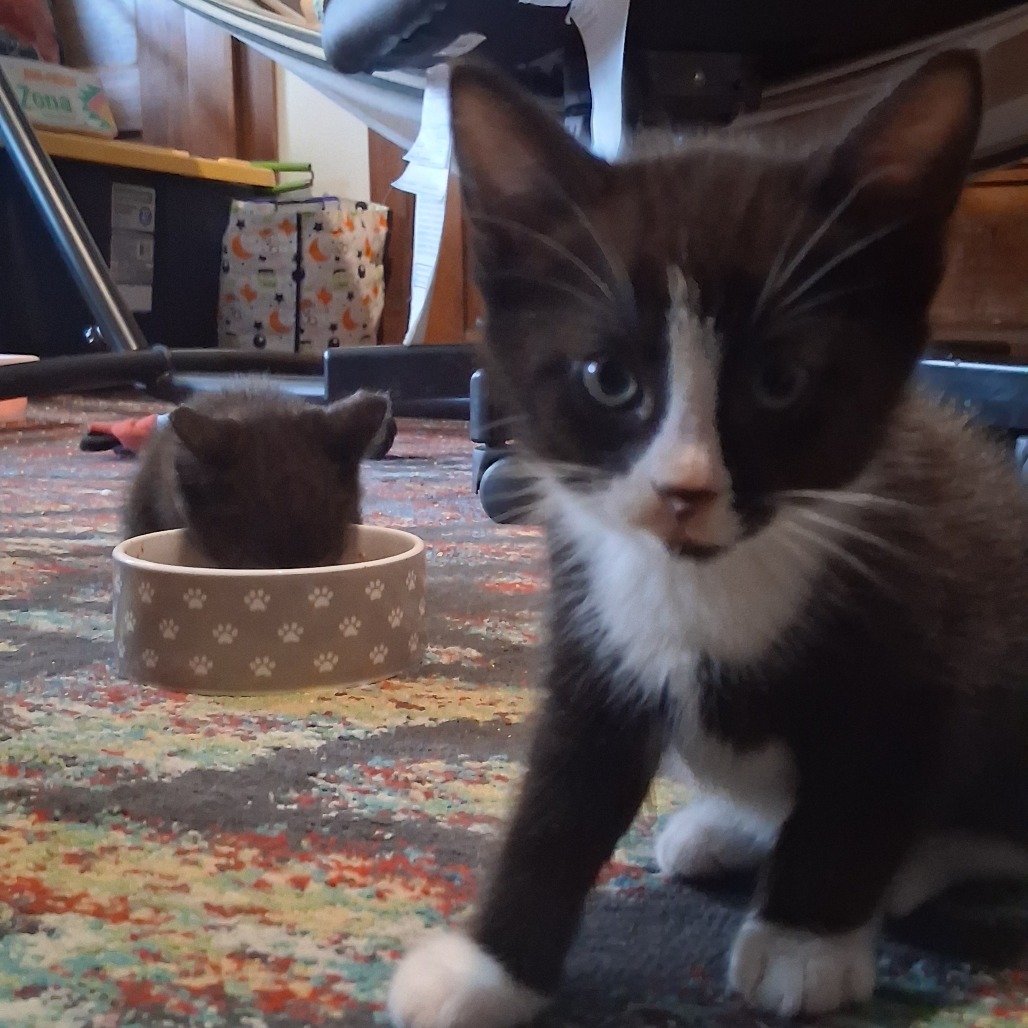 Tuxedo C12252
