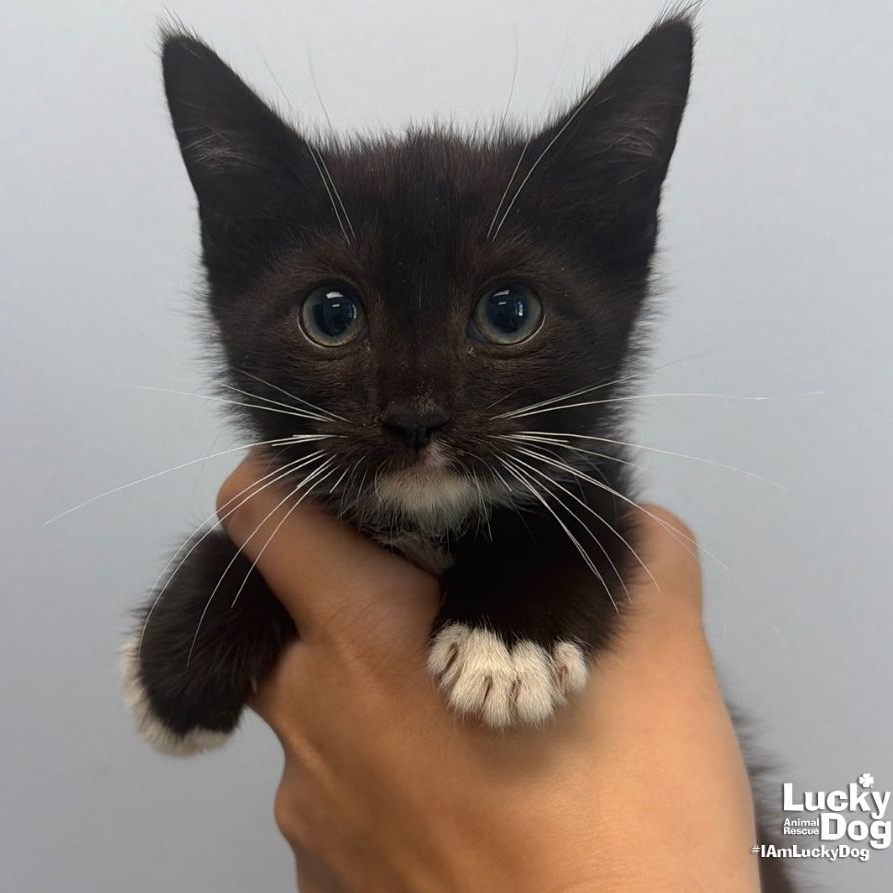 DIEGO - Domestic Shorthair available for adoption