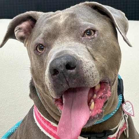 Xena $99 — thumbnail 6