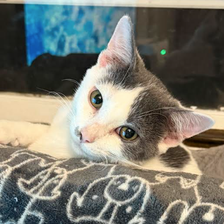 Carl, available for adoption