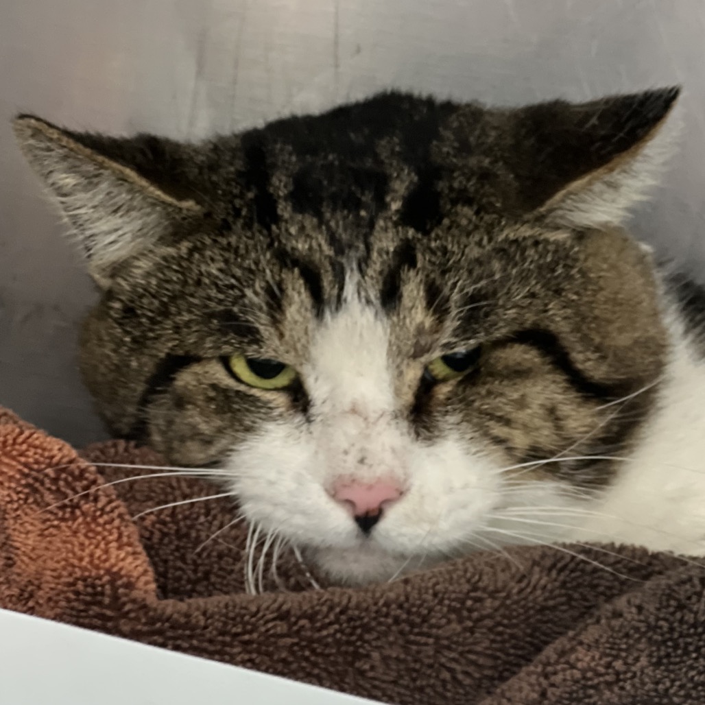 HAWAII (663940) - Domestic Shorthair available for adoption