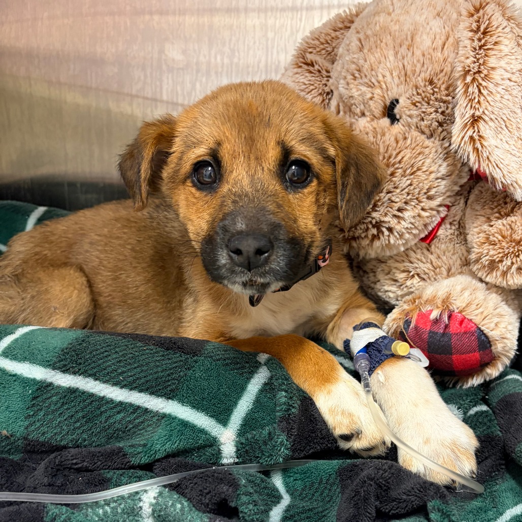 Silver Medal — thumbnail 5