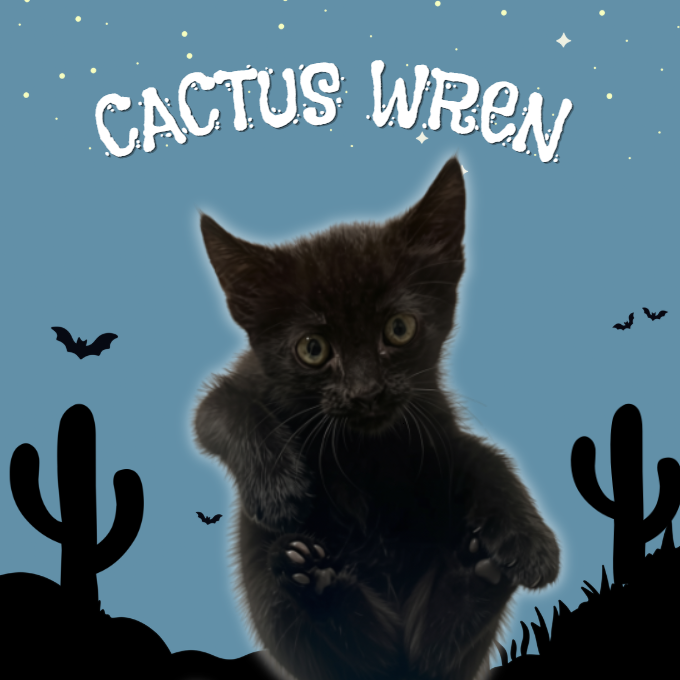 CACTUS WREN - Domestic Shorthair available for adoption