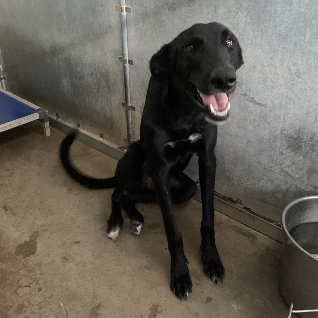 JOHN PORK - Shepherd / German available for adoption