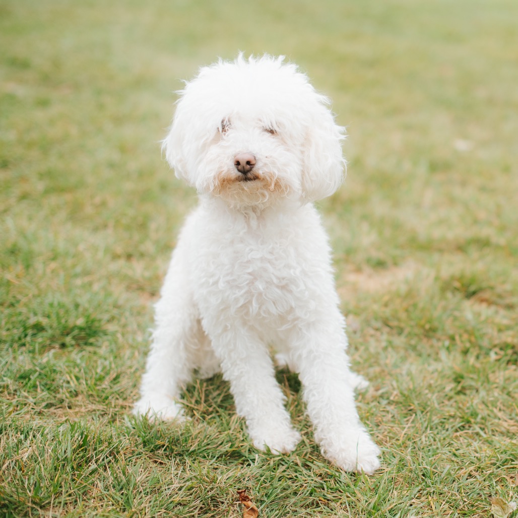 Mookie Milo
