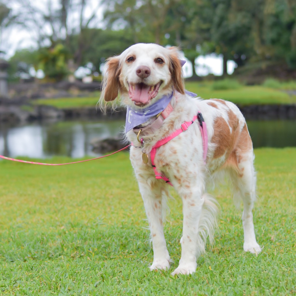 Molly — 13-Year-Old Spaniel, Brittany | Lily's Second Chance