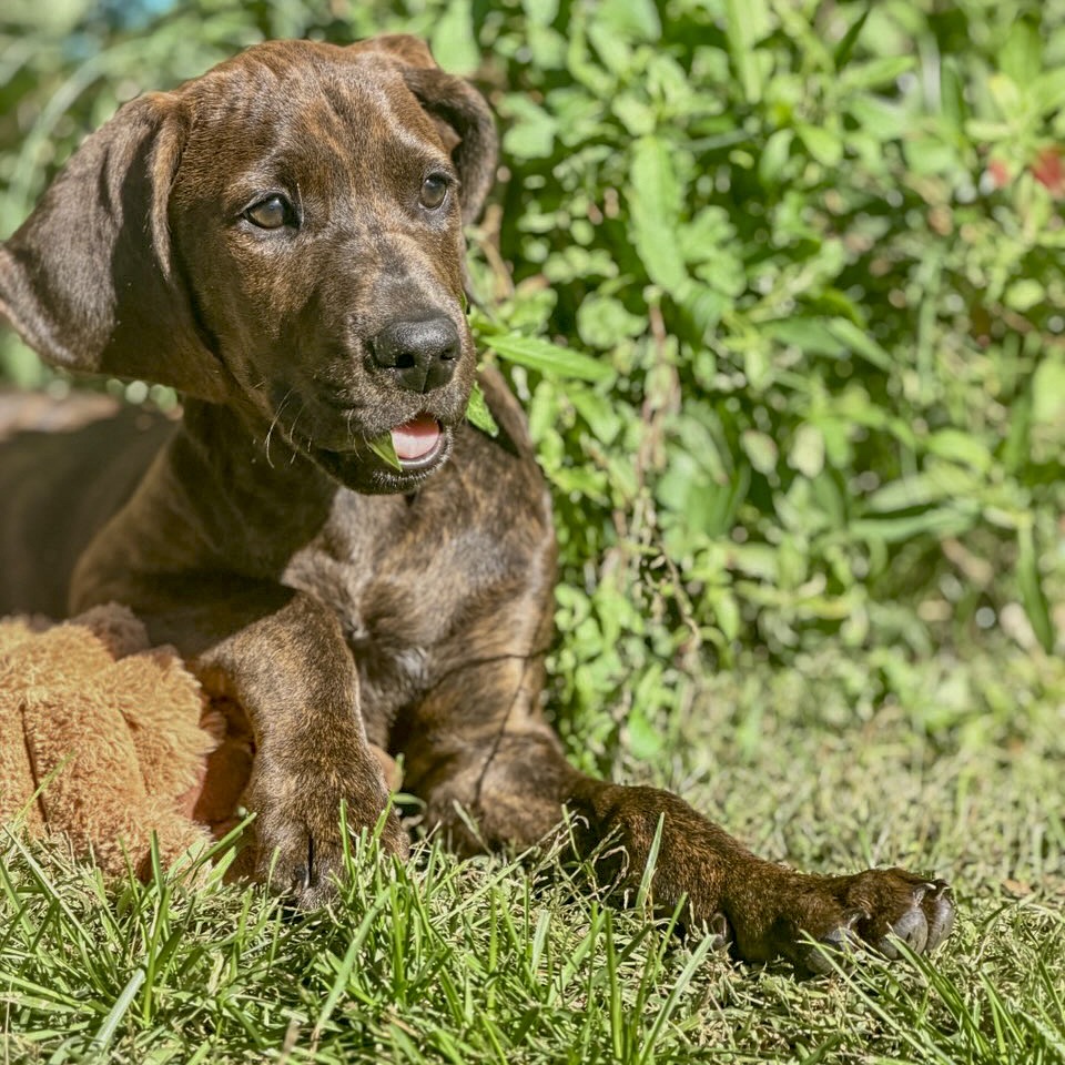 Rebecca Pup - Bianca, photo 13