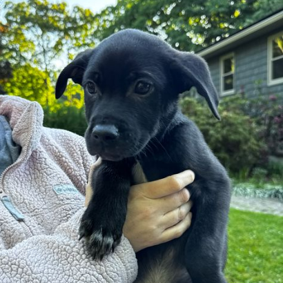 NY Ding Dong Avail Jun 13 (Choice Pet Carmel)