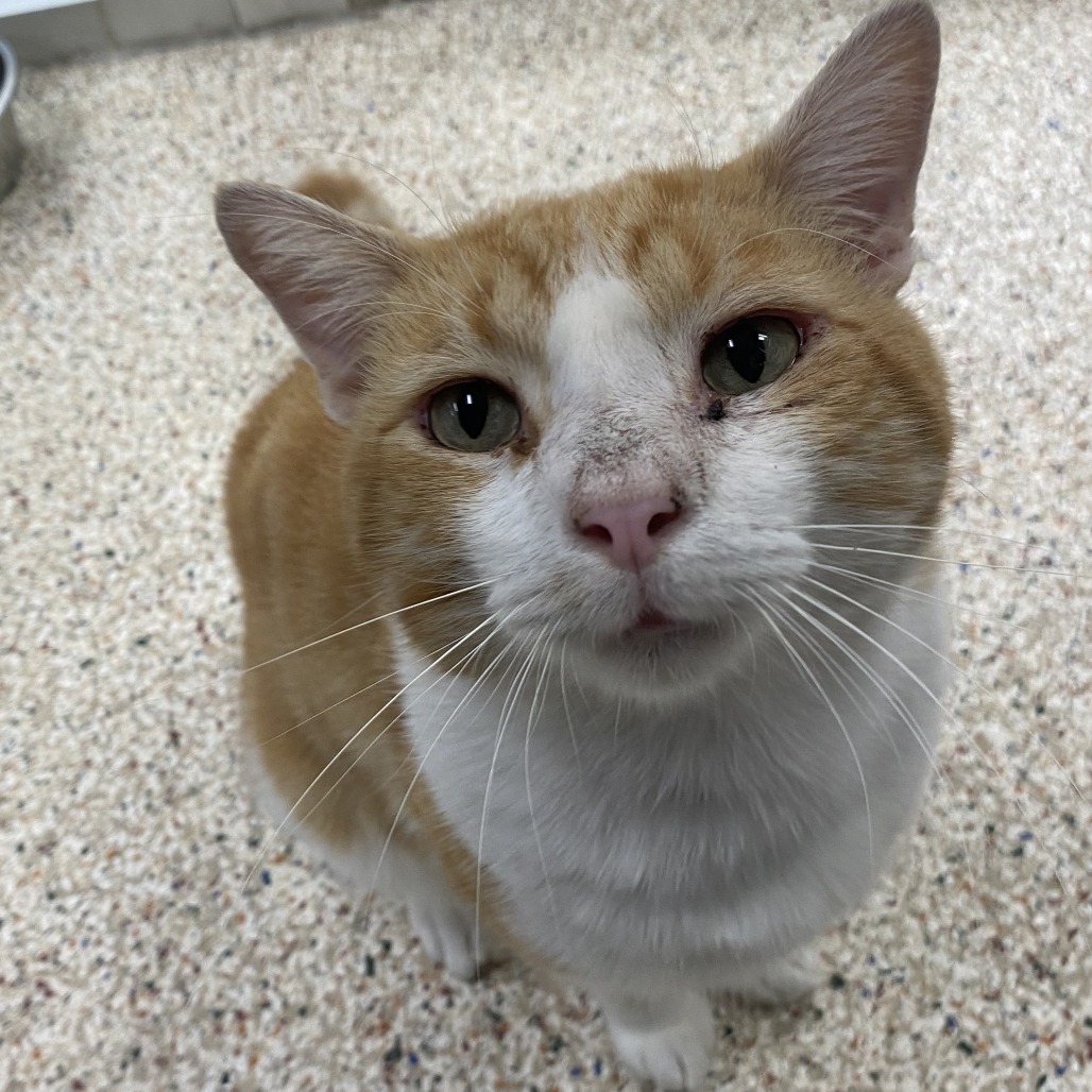JULIUS - Domestic Shorthair available for adoption