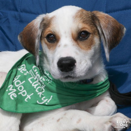 SKY - Cattle Dog, Australian (Red Heeler) / Shepherd available for adoption