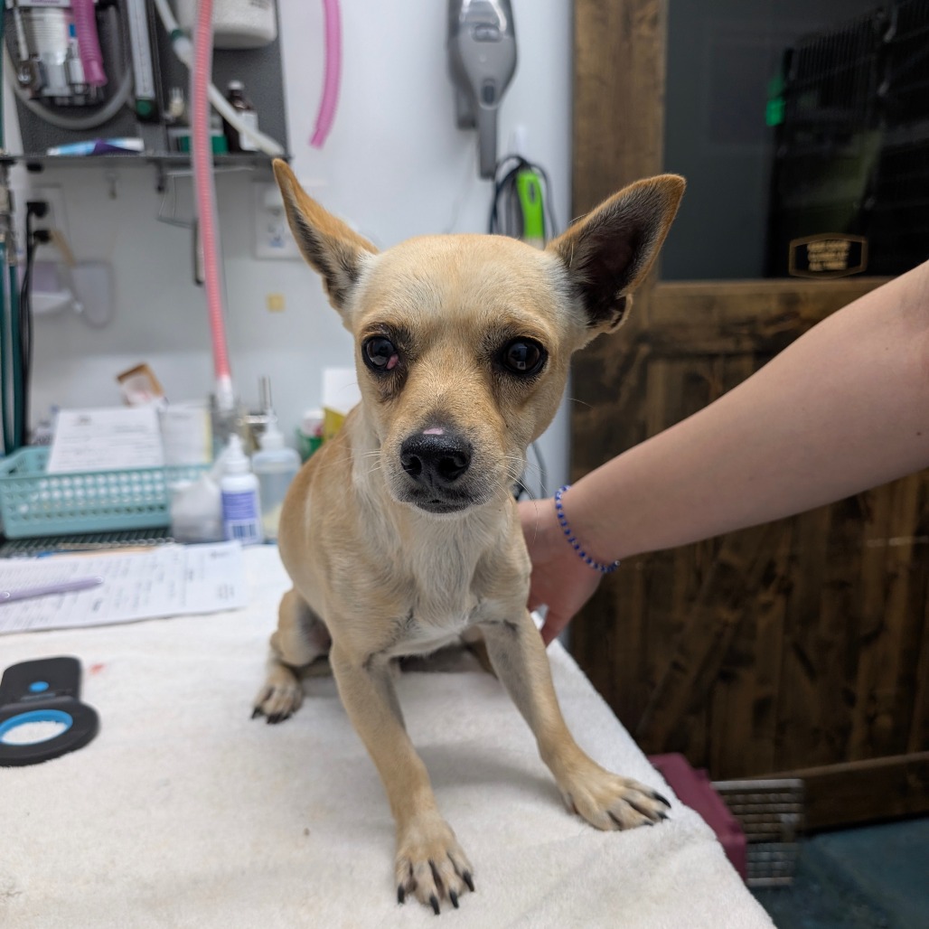 Gordon — thumbnail 2