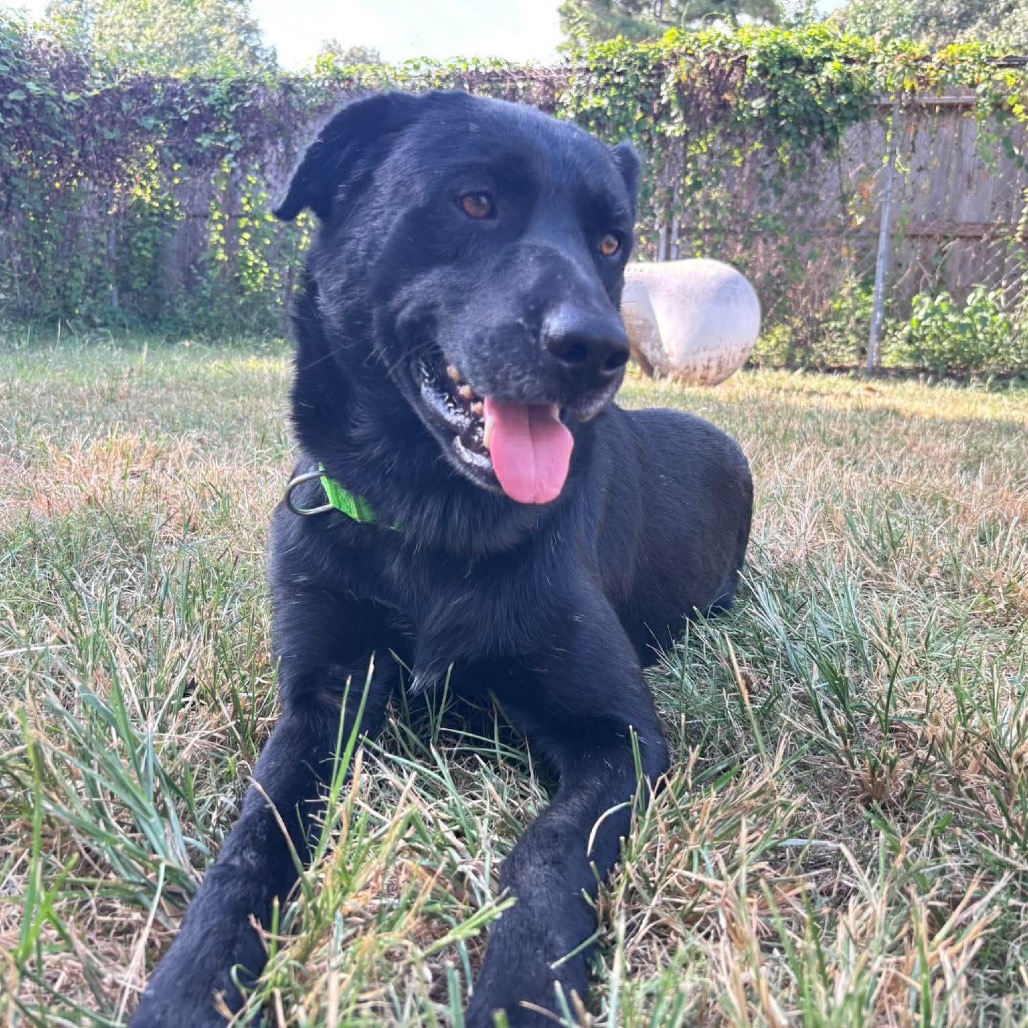 Licorice, photo 9