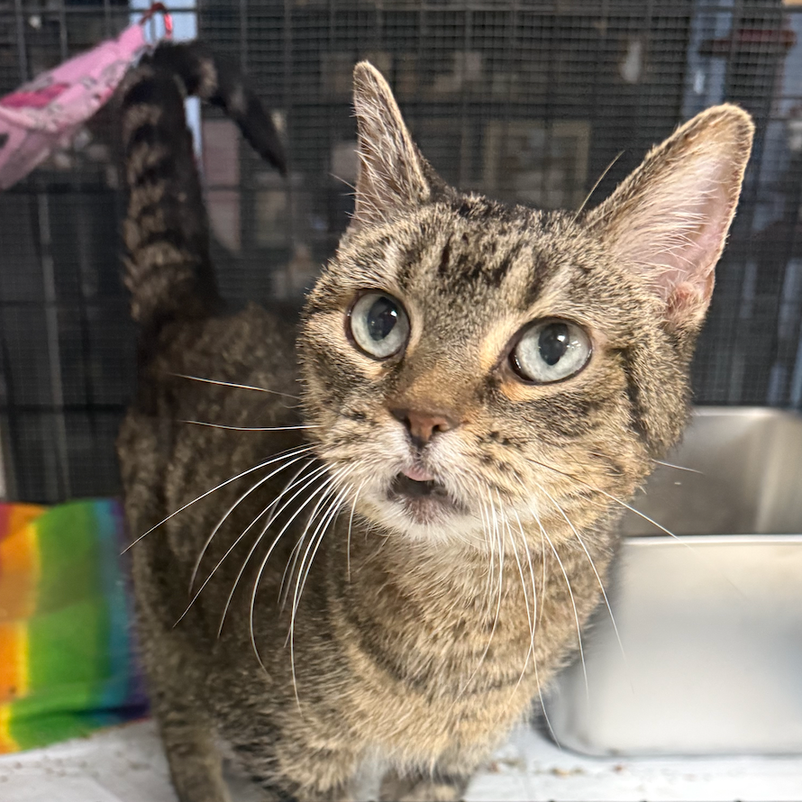 Molly, available for adoption