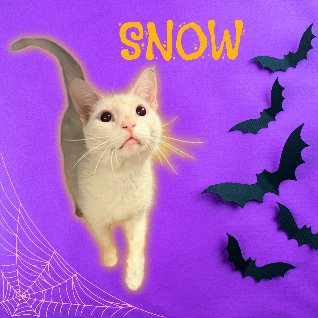 SNOW - Domestic Shorthair for adoption in Mesa