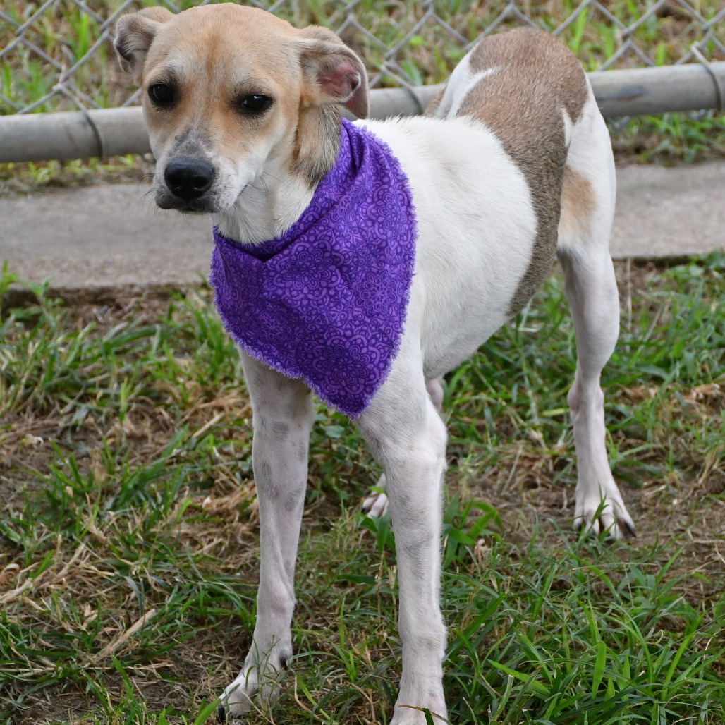 CARRIE - Terrier / Mixed Breed (Small) available for adoption