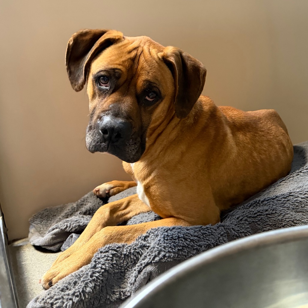 Kennel#18 Frankie's preview photo