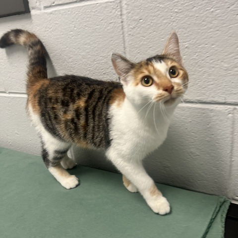BEEMER - Domestic Shorthair available for adoption