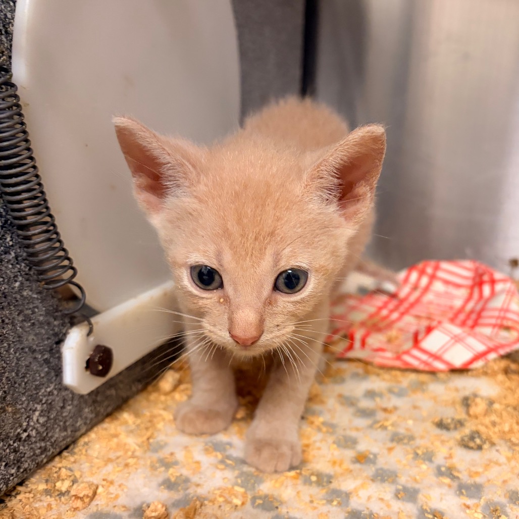 Henry Jones, available for adoption at PVAS