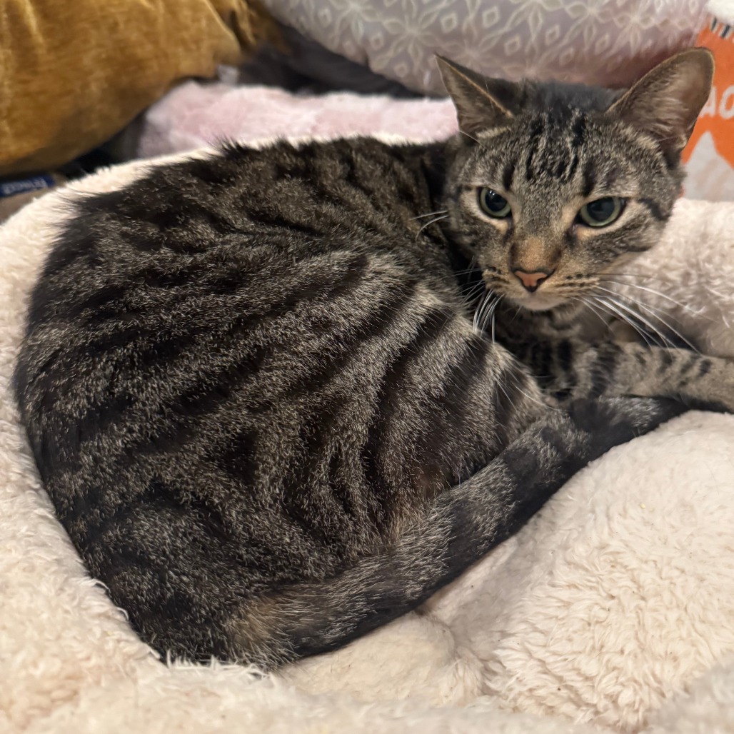 Nova, photo 8