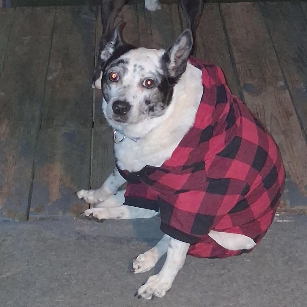 Photo of Speckles  14