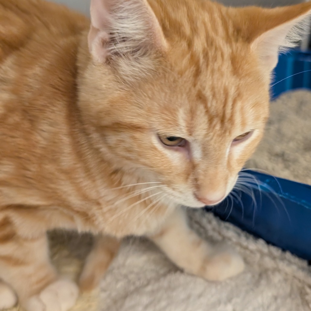 PAUL - Domestic Shorthair available for adoption