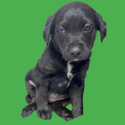 Tusc Stray 82957 2 3 4 5 6 7