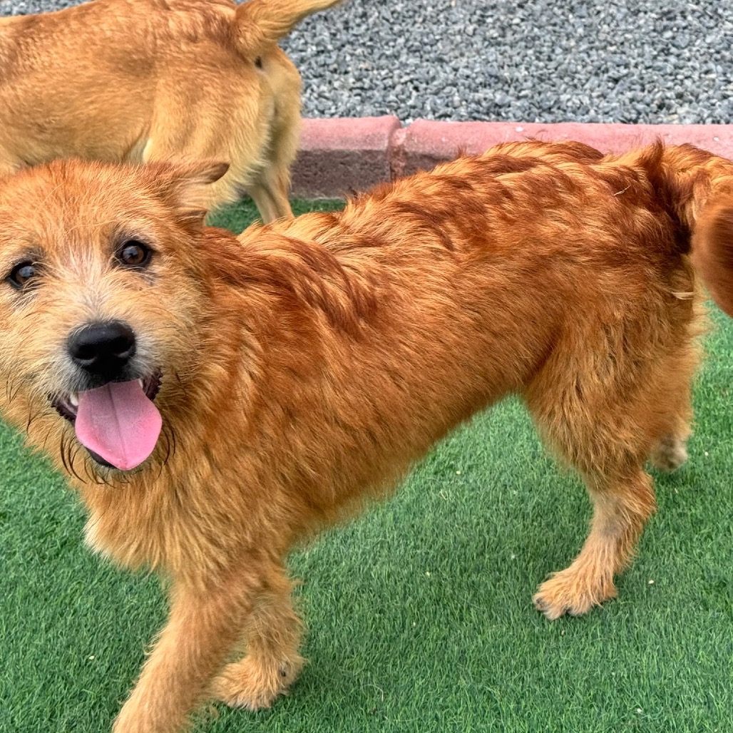 RED - Mixed Breed (Medium) available for adoption