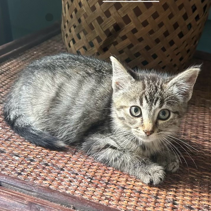 Willowtail, an adoptable cat