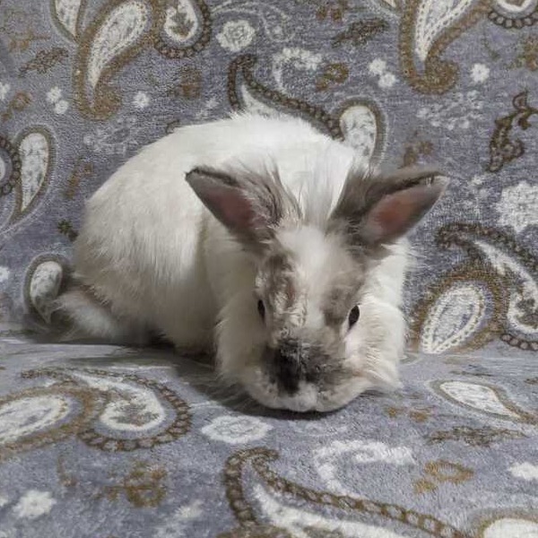 SKIPLOOM - Lionhead available for adoption