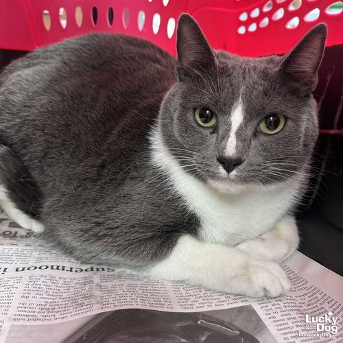 GRAHAM - Domestic Shorthair available for adoption