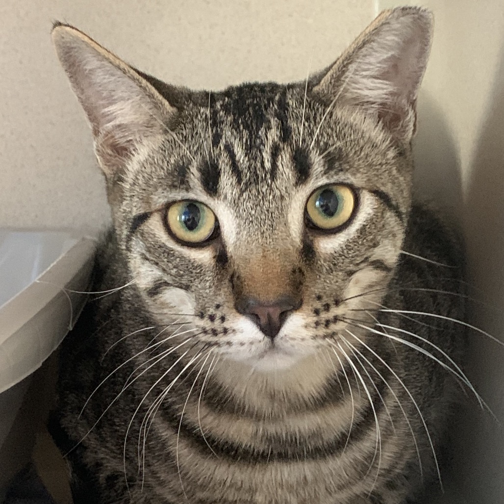 Drew - Domestic Shorthair