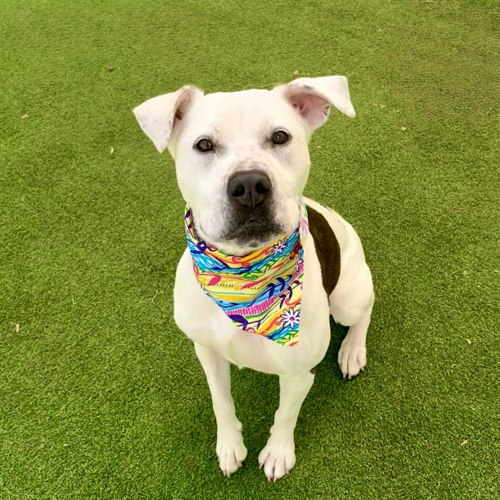 MIRACLE - Mixed Breed (Medium) for adoption in Las Cruces