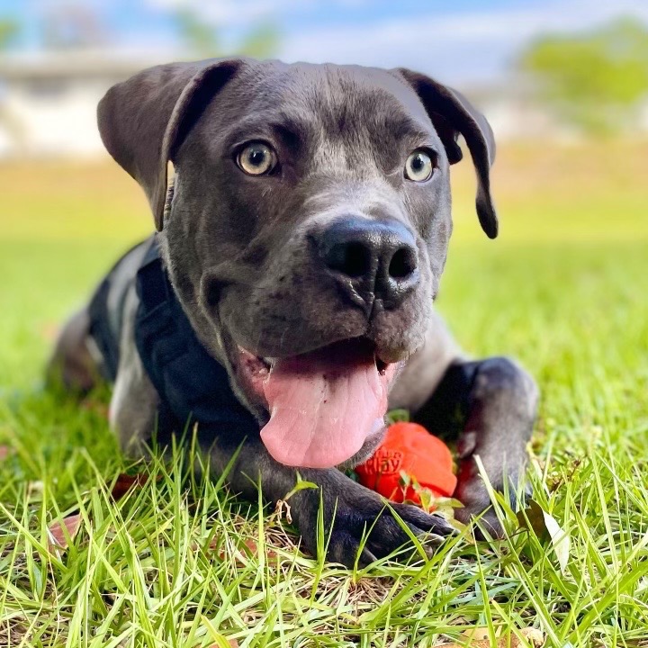 Image of Hollywood looking at the camera