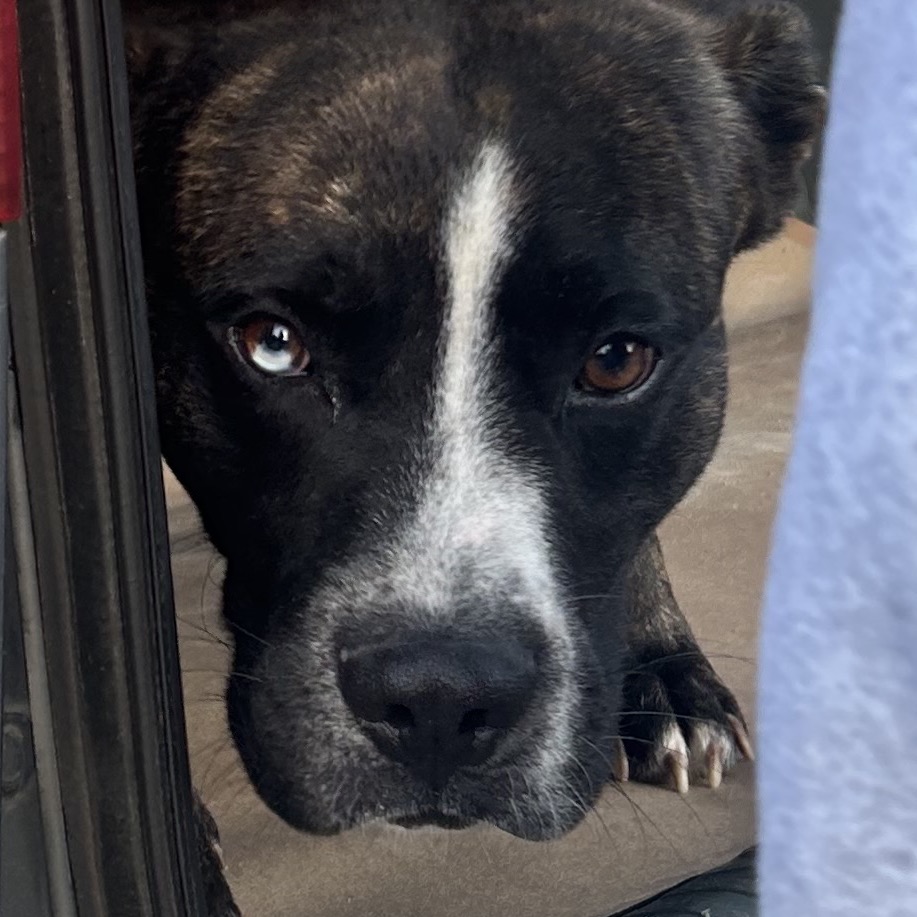 MEMPHIS - Boxer / Mix available for adoption