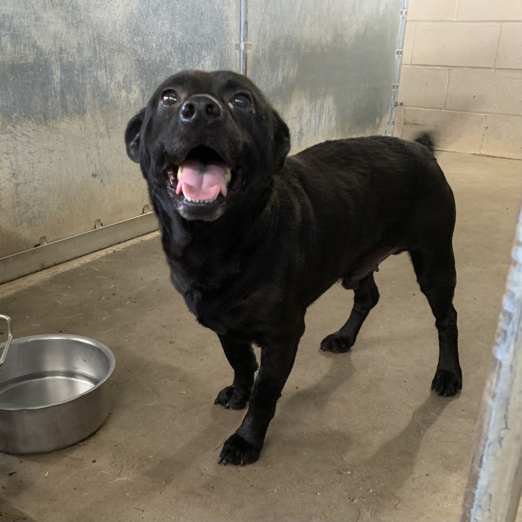 Photo of Norris, available for adoption at PVAS
