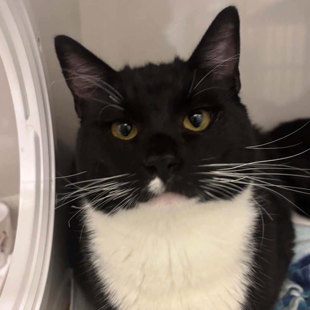 Scotland - Domestic Shorthair