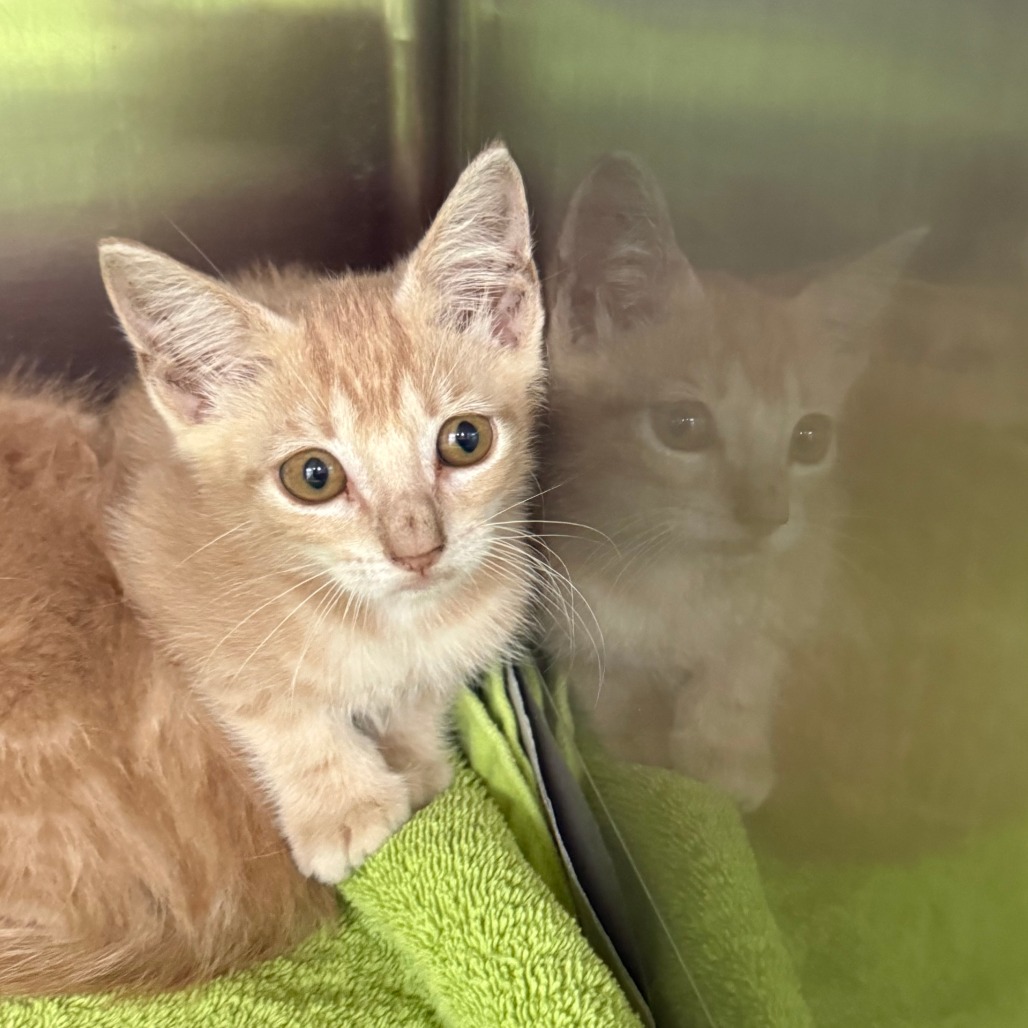VIRGO - Domestic Shorthair available for adoption
