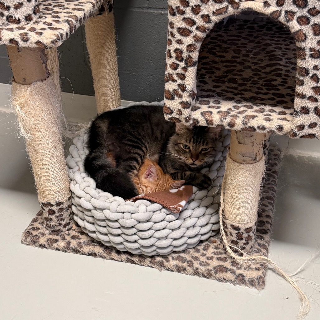 Atlas *Bonded with Dakota* - Costa Mesa Location, photo 7