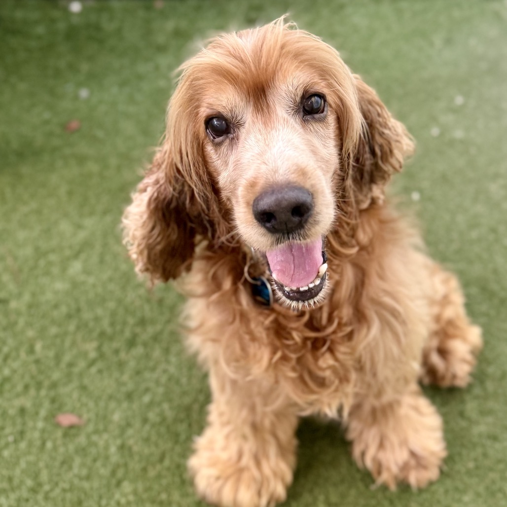 MALONEY - Spaniel / Cocker available for adoption