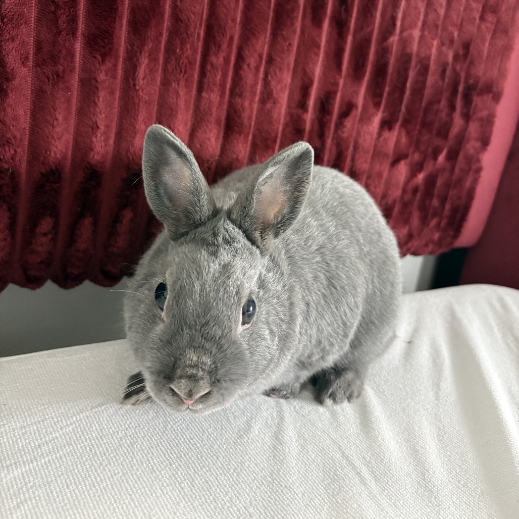 Buns (bonded with Nelly), photo 10
