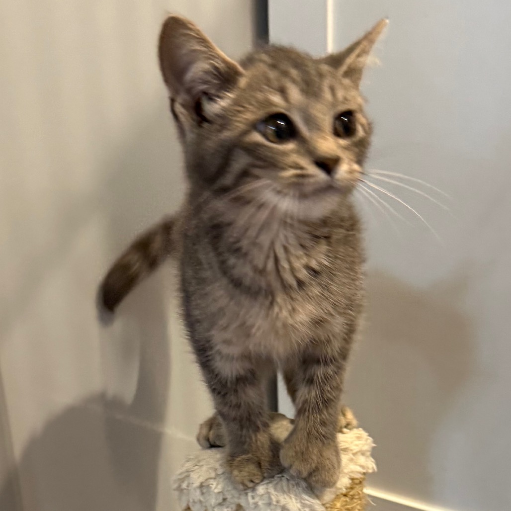 MARSHMALLOW - Domestic Shorthair / Extra-Toes Cat (Hemingway Polydactyl) available for adoption