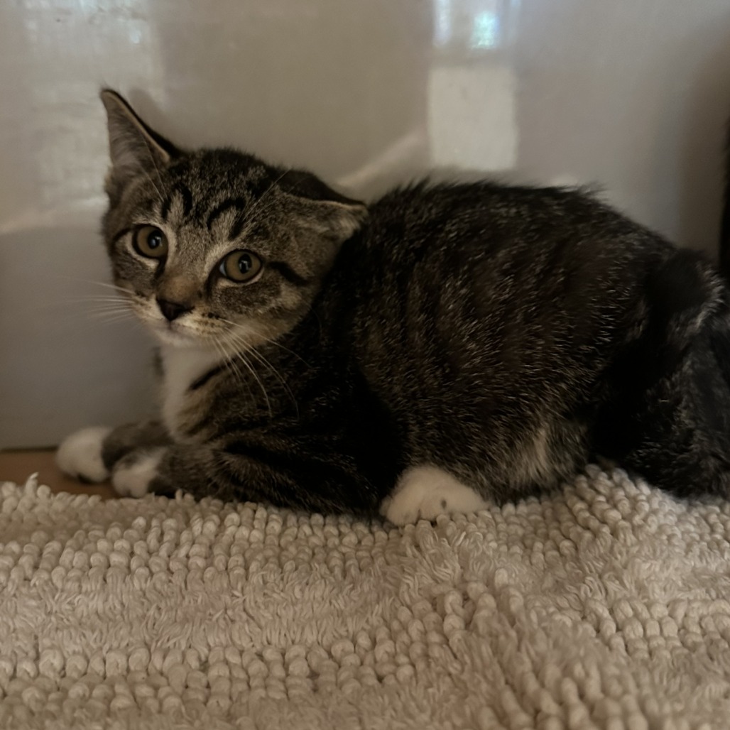 WEREWOLF - Domestic Shorthair available for adoption