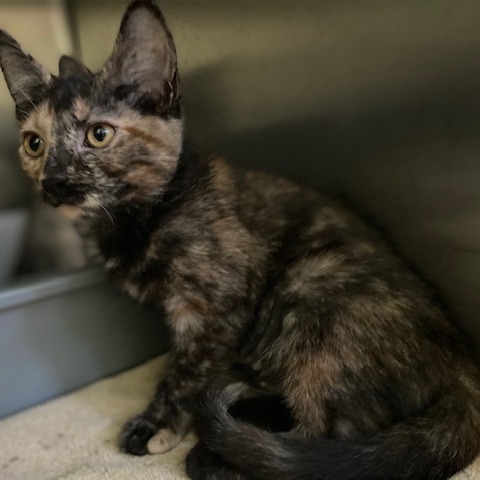 BETTY - Domestic Shorthair available for adoption