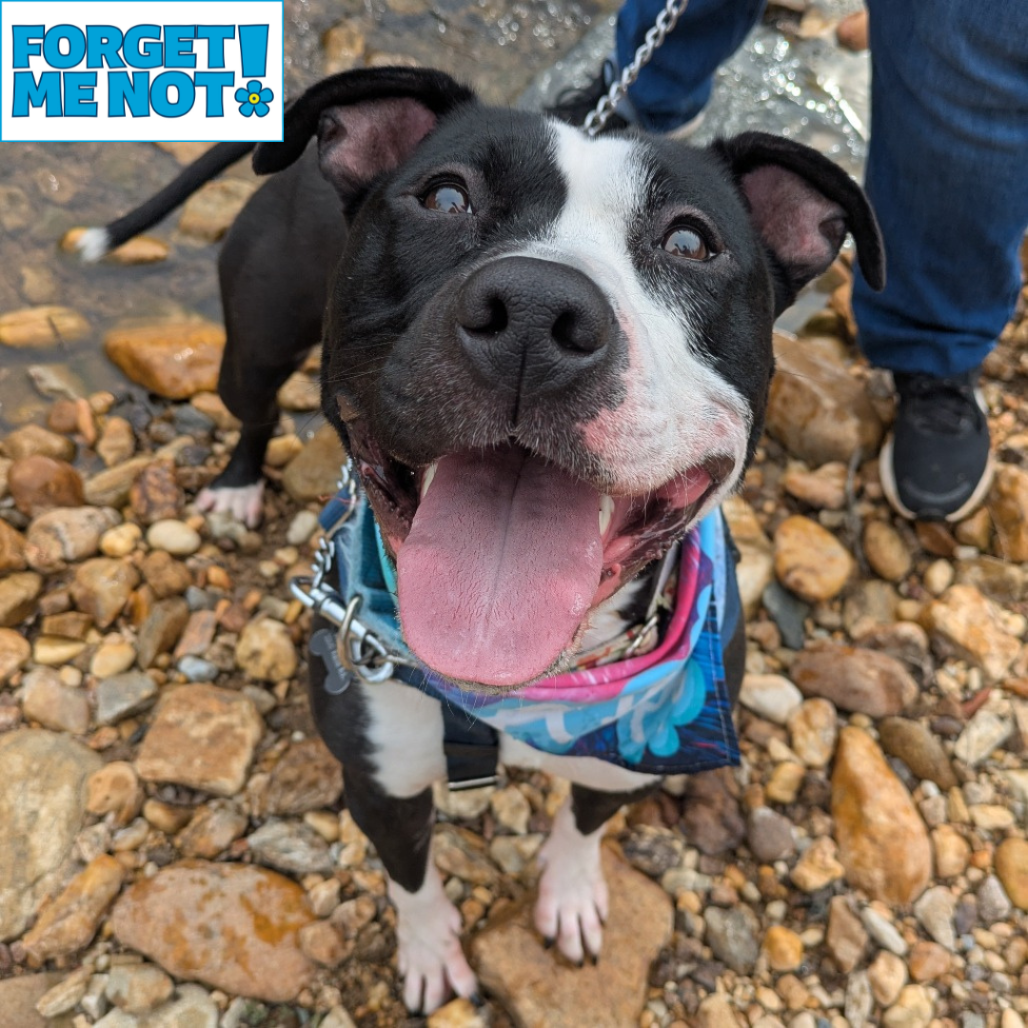LADY MISS KIER - Terrier / American Pit Bull available for adoption