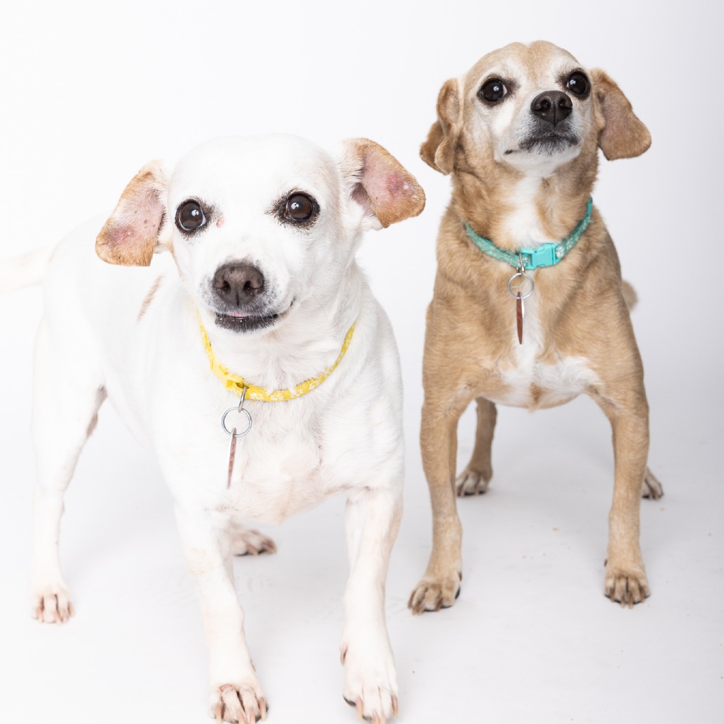 Bailey Bonded with Bruno