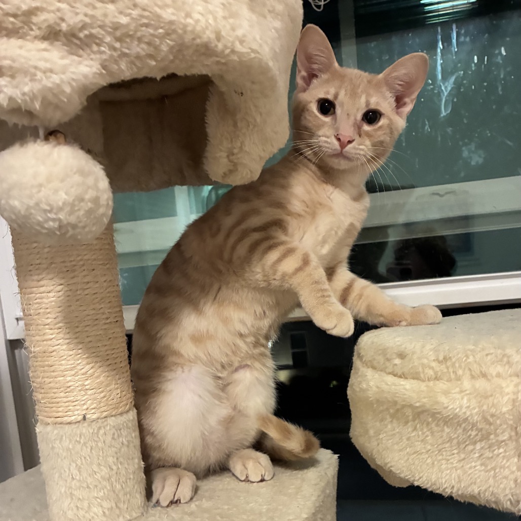 JEEP - Domestic Shorthair for adoption in Roswell