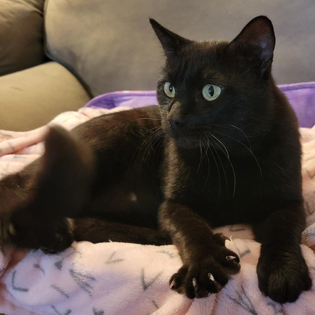 WICK - Domestic Shorthair available for adoption