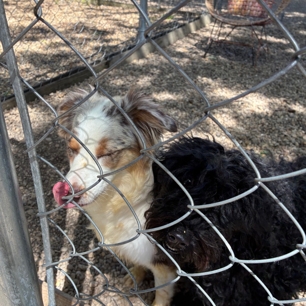Australian Shepherd