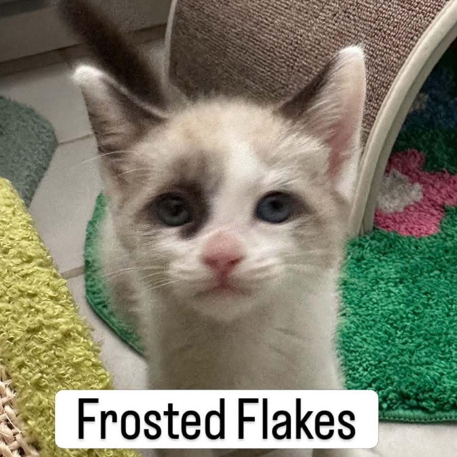 Frosted Flakes, photo 3