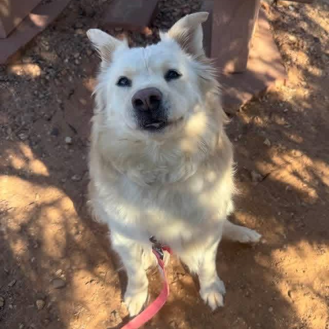 Blondie, photo 7